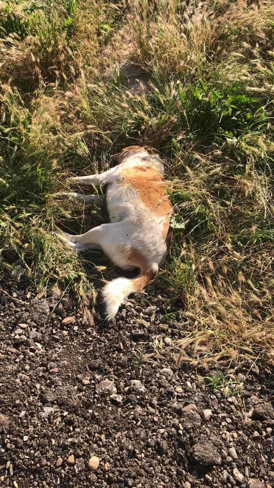 Katër qen të ngordhur pranë banesave të veteranëve në Klinë