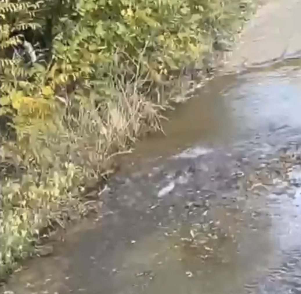 Banorët e rrugës  Ramiz Raci  në fshatin Jashanicë raportojnë se një rrjedhje e ujit ka shpërthyer në rrugë dhe po vazhdon prej disa ditësh 